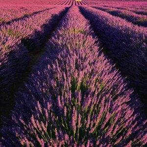 Muurkalender Provence 2027 - Juni