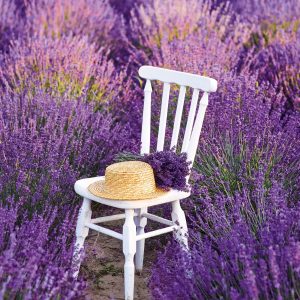Muurkalender Provence 2027 - Augustus
