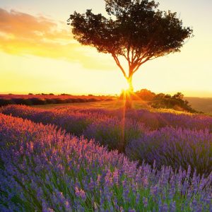Muurkalender Provence 2027 - November